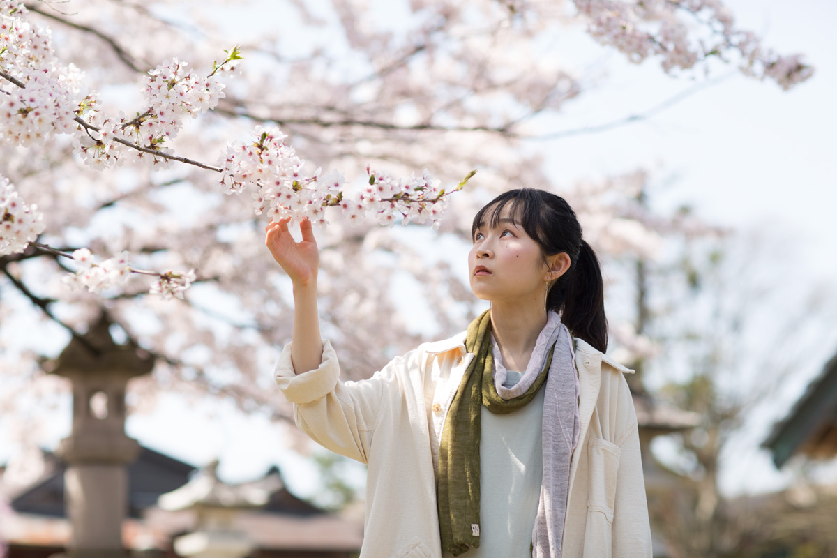 吉田諏訪神社のしだれ桜が見頃です