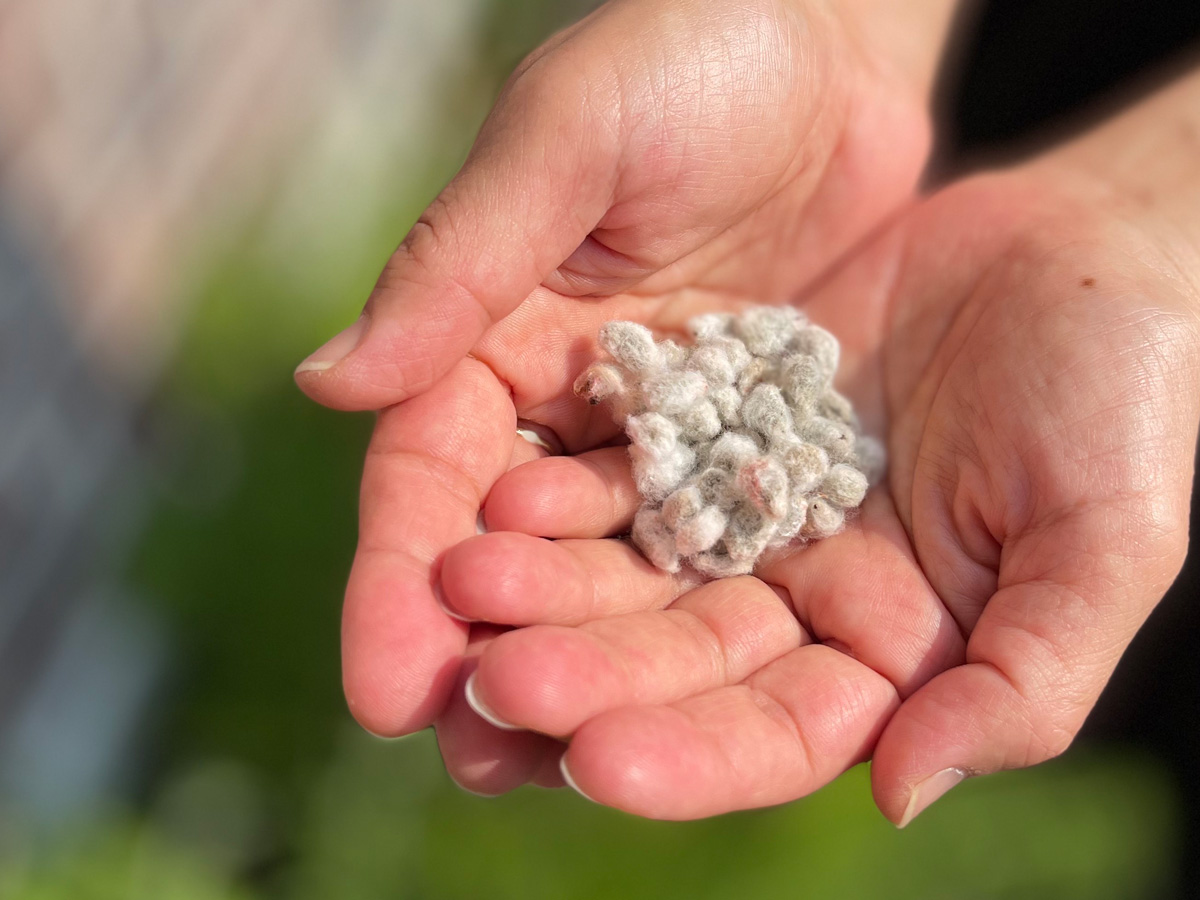 新潟燕市で綿花栽培にチャレンジ